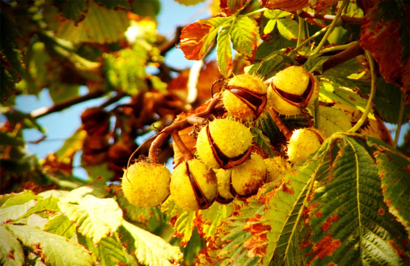 horse chestnut tree-horse chestnut extract-horse chestnut-horse chestnut fruit-Aesculus Hippocastanum