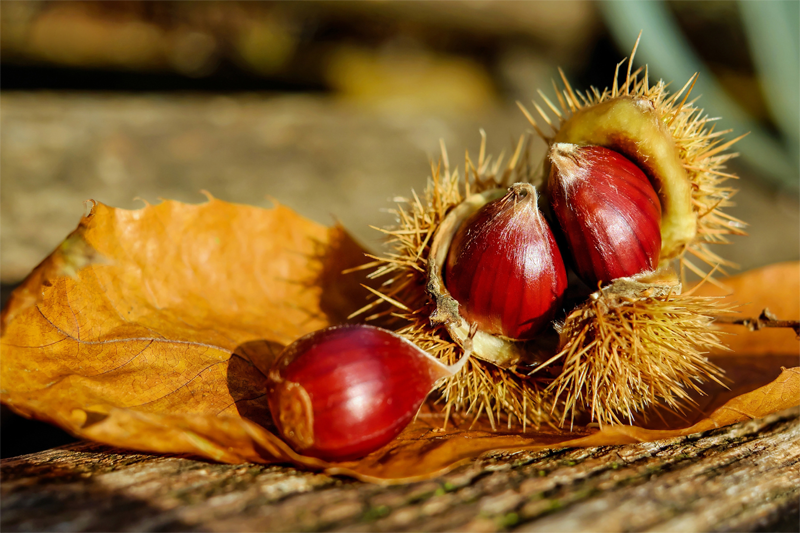 horse balsam-horse liniment-horse liniment for humans-horse ointment-horse chestnut extract- horse chestnut benefits-horse chestnut tree-indian chestnut-aesculus hippocastanum-aesculus-conker tree