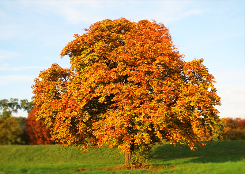 horse balsam-horse chestnut-horse chestnut tree-horse chestnut extract