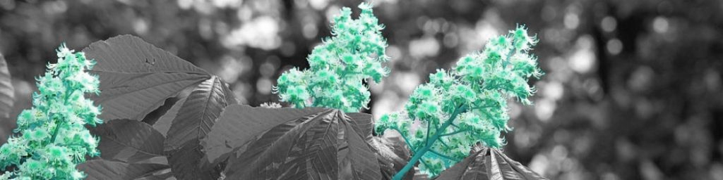 horse chestnut plant-horse chestnut extract